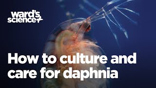 Caring and Culturing for Daphnia [upl. by Leeban656]