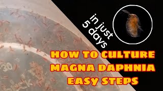 How to Culture Magna Daphnia Easily [upl. by Hawley444]