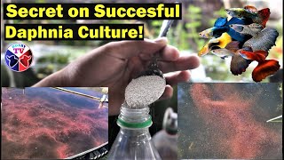 How to Culture Daphnia Successfully [upl. by Wright566]