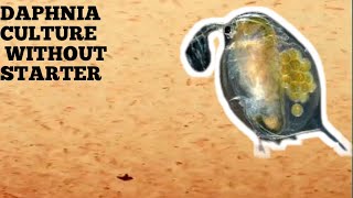 HOW TO CULTURE DAPHNIA NATURALLY WITHOUT A STARTER [upl. by Immij]