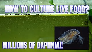 How to Culture Daphnia Secret Method to Breed MILLIONS  Simply Aquatic [upl. by Perla]