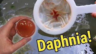 How I Culture Daphnia In Outdoor Tubs [upl. by Hanleigh]