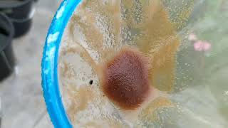 How to culture daphnia moina in a small container Part 1 English Subtitle [upl. by Ahsemak]