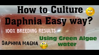 Daphnia MagnaHow to Culture Daphnia Easy wayCulturing Daphnia using Green water Daphnia [upl. by Aicelav394]