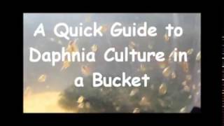 How to culture daphnia outside [upl. by Aihset]