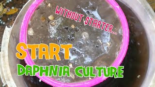 How to culture daphnia moina the easy way 1  Starting the Daphnia culture [upl. by Barny966]