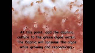 Daphnia  How to grow daphnia in your home [upl. by Timmy751]