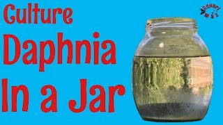 How to Culture Daphnia in a Jar [upl. by Ynattir]