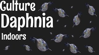 How to Culture Daphnia [upl. by Meeharb995]