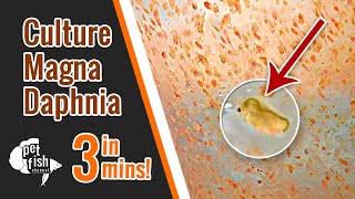 How to culture DAPHNIA MAGNA  The easy way [upl. by Nnairda]