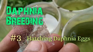 Daphnia Culture made simple and easy 3  Hatching Daphnia eggs [upl. by Anavas]