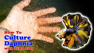 How to Culture Daphnia with ZERO Cost  Unlimited Live Food For Our Fish [upl. by Yuma]