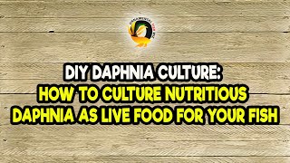 DIY Daphnia Culture How to Culture Nutritious Daphnia as Live Food for Your Fish [upl. by Nosam]