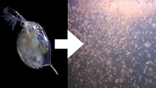 How I Culture Daphnia [upl. by Cira]