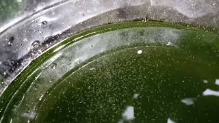 DAPHNIA MOINA CULTURE IN A SMALL BUCKET [upl. by Namzzaj]