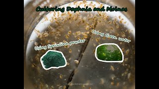 How To Culture Daphnia and Moinas using Green Water Spirulina powder [upl. by Mureil]