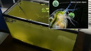 Raising Daphnia for the Freshwater Aquarium [upl. by Mozelle532]