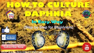 HOW TO CULTURE DAPHNIA In Easy Way [upl. by Routh]